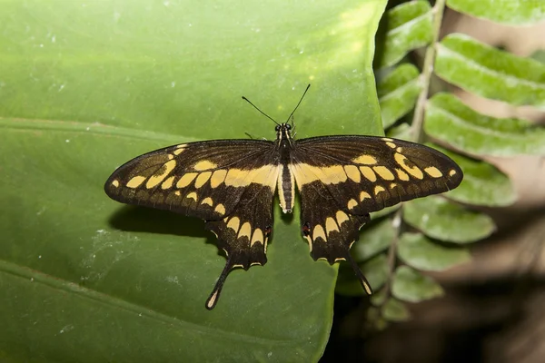 Papilio thoas Schmetterling thront über Grün — Stockfoto