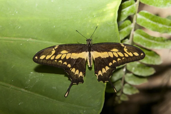 Papilio thoas borboleta empoleirada sobre verde — Fotografia de Stock