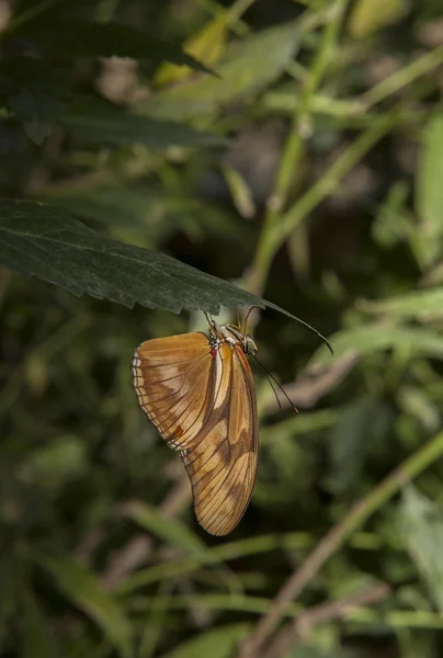 Dryas iulia — Stockfoto