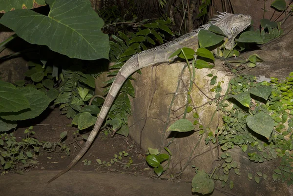 Buzlu yeşil iguana — Stok fotoğraf
