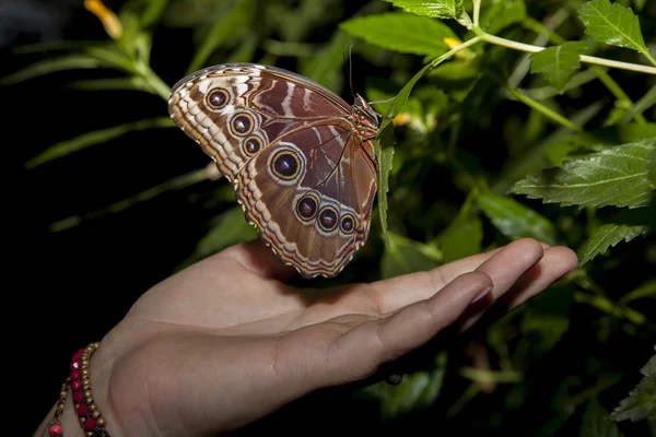Πεταλούδας κουκουβαγιών και ανθρώπινο χέρι — Φωτογραφία Αρχείου