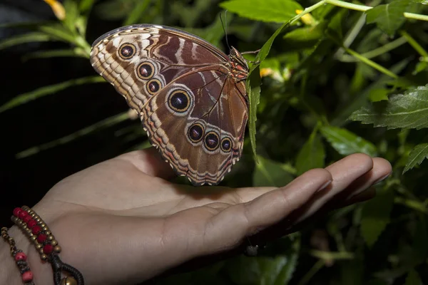 Coruja Borboleta e mão humana — Fotografia de Stock