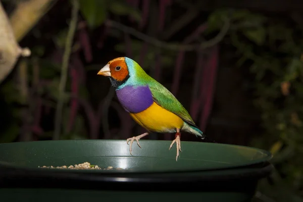 Gouldian Finch eating grains — Stock Photo, Image