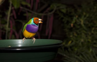 Gouldian Finch tahıl yiyor.