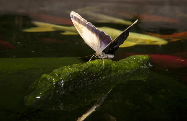 Caligo Memnon empoleirado sobre pedra — Fotografia de Stock