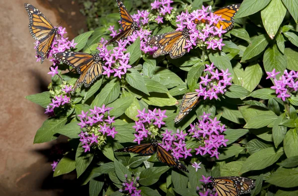 Lot of monarch butterflies — Stock Photo, Image