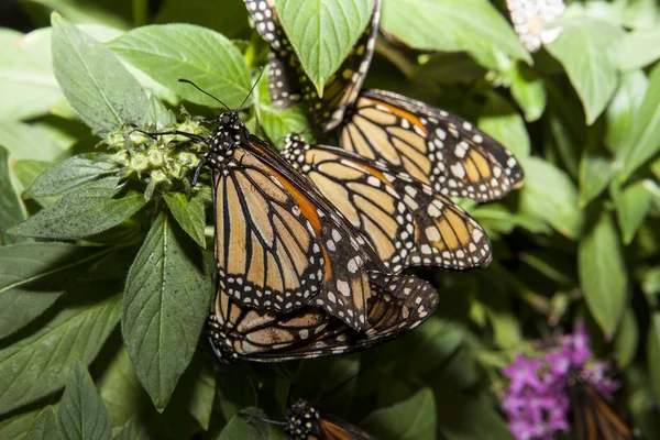 Monarch butterflies  mating — Stock Photo, Image