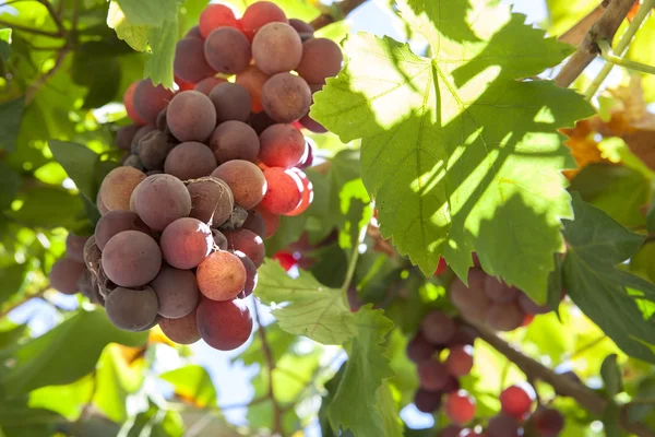 Vine arbor grapes — Stock Photo, Image