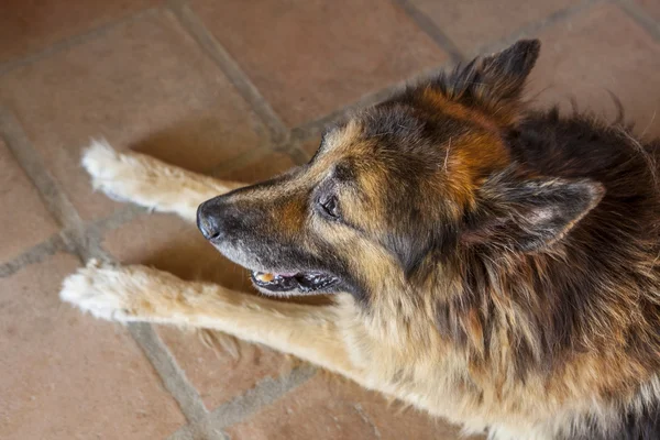 Old long-haired german sheperd dog — Stock Photo, Image