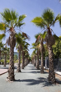 Avuç içi ağaç esplanade