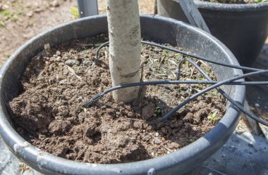 Büyük kaplarda örümcek kanı sulama sistemi. Bitki kökleri için suyu doğrudan toprağa iletir.
