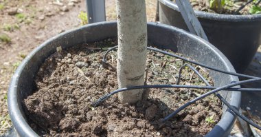 Büyük kaplarda örümcek kanı sulama sistemi. Bitki kökleri için suyu doğrudan toprağa iletir.