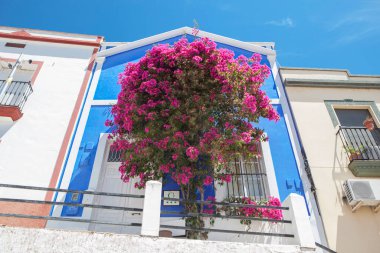 Büyük bir bougainvillea kırsal kesimde turist ağırlamakla meşgul. Alange, Badajoz, Extremadura, İspanya