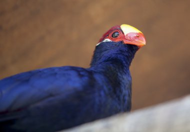 Menekşe turaco