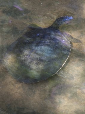 African Softshell Turtle clipart