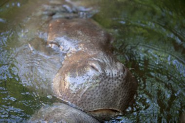Pigme suaygırları oynarken