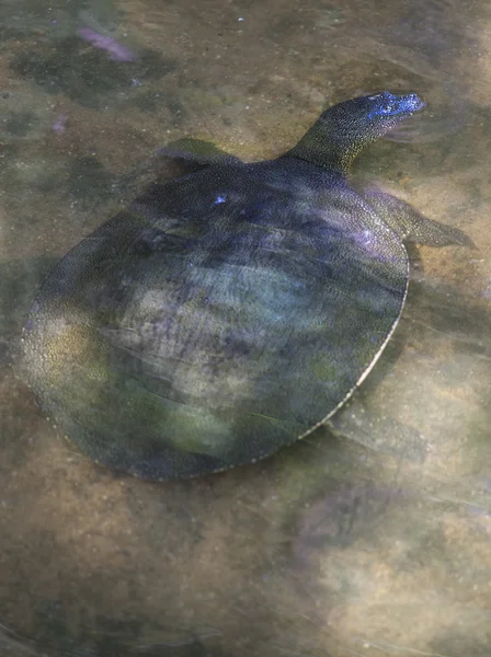 Afrikanska Softshell sköldpadda — Stockfoto