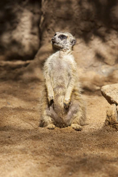 Sitzendes Erdmännchen — Stockfoto