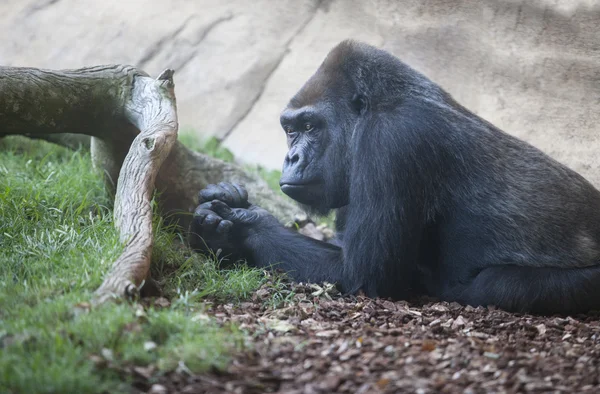 Gorilla enjoying some rest — Stock Photo, Image