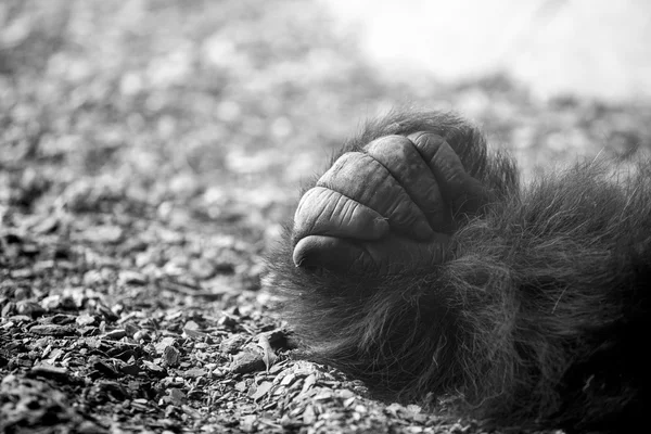 Gorilla hand — Stock Photo, Image