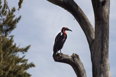 Güney kara Kartallar