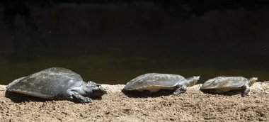 Üç Afrika Softshell kaplumbağalar