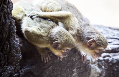Oynayan iki Kuzey talapoins