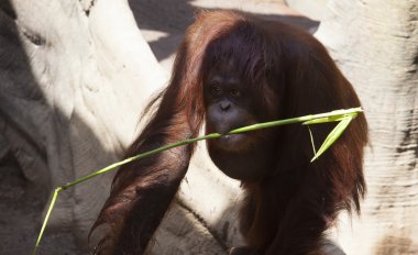 Orangutan kamışı sopa ile