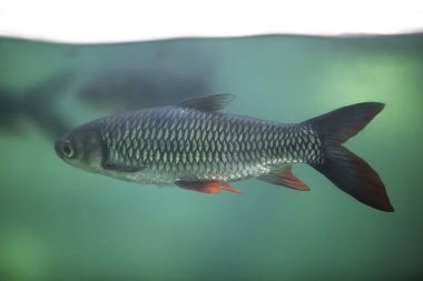 Su yüzey çizgi'nin altında balık