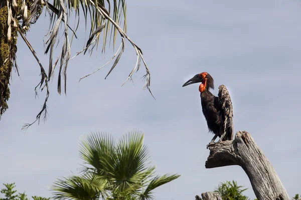 Südlicher Erdhornvogel — Stockfoto