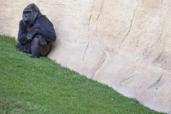 Gorilla nizinna zachodnia — Zdjęcie stockowe