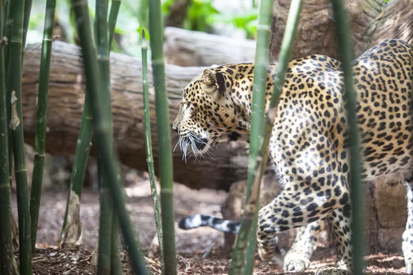 Close up leopard — Stock Photo, Image