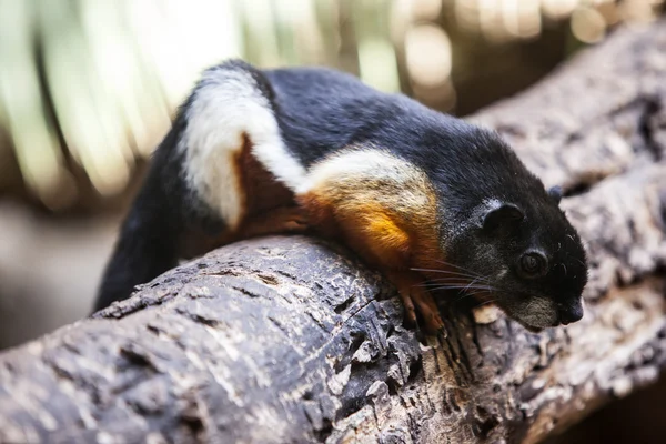 Prävoziert Eichhörnchen — Stockfoto