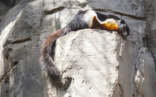 Prävoziert Eichhörnchen — Stockfoto