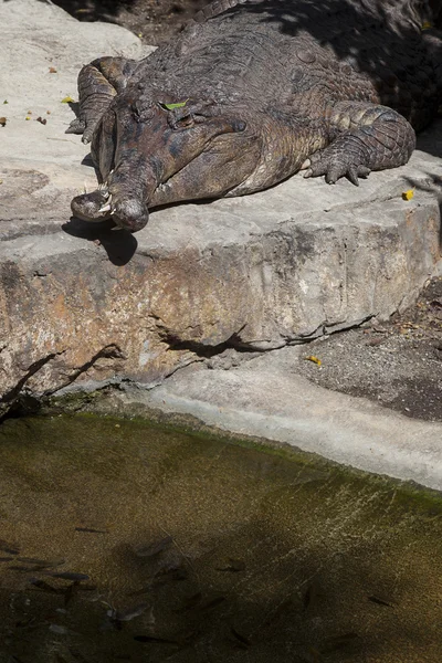 假的 gavialwith 交叉口 — 图库照片