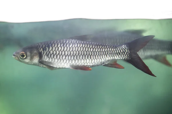 Peces bajo la línea superficial del agua —  Fotos de Stock