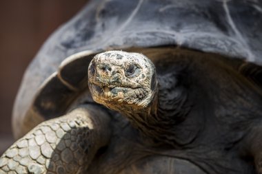 Galapagos dev kaplumbağası.