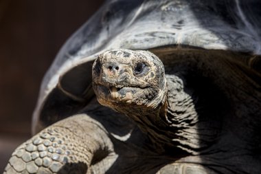 Galapagos dev kaplumbağası.