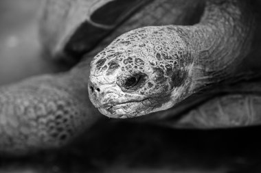 Galapagos dev kaplumbağası.