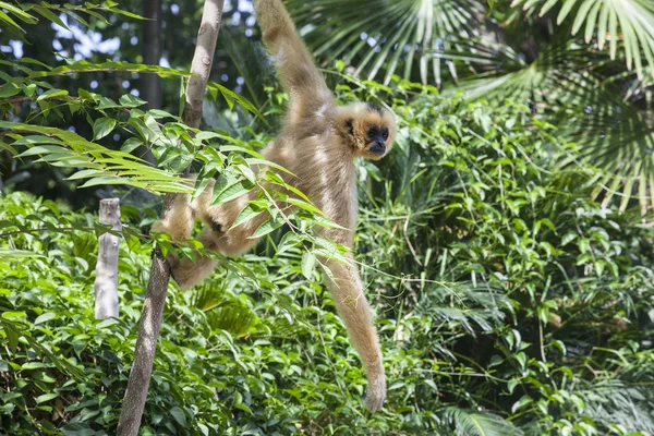 Hanging yellow cheeked gibbon — Stock Photo, Image