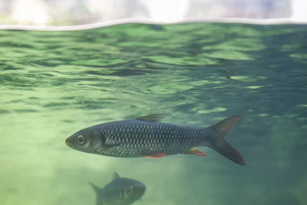 Poissons sous la surface de l'eau — Photo