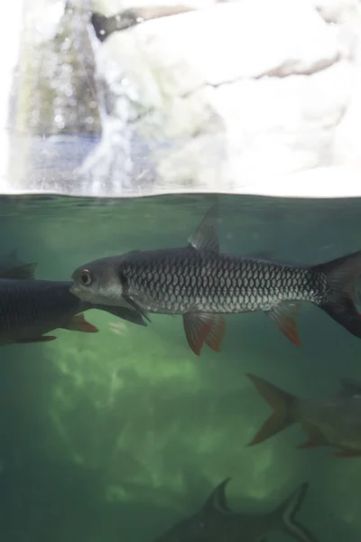 Poissons sous la surface de l'eau — Photo