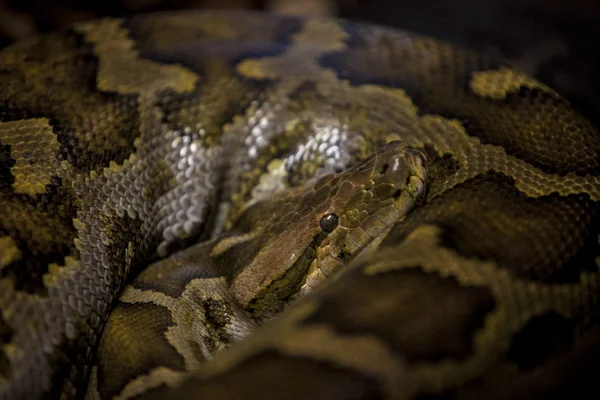 Python reticulatus no escuro — Fotografia de Stock