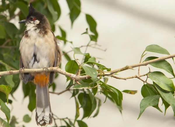 Tropik kuş kırmızı bıyıklı bulbul — Stok fotoğraf