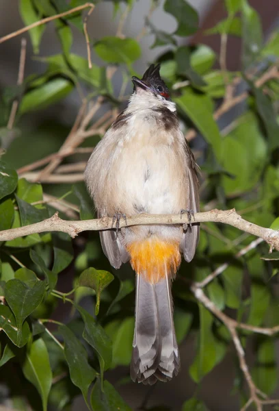 Tropical bird red-whiskered bulbul — Stock Photo, Image