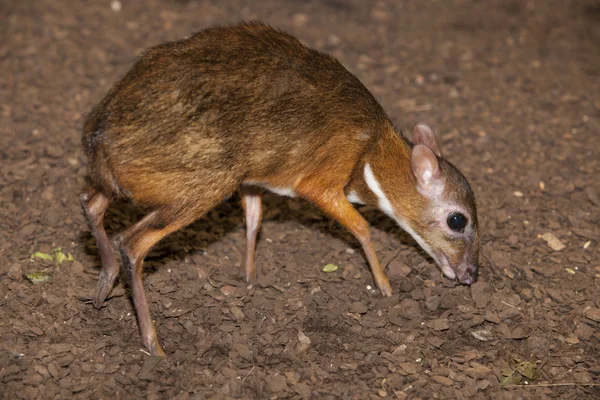 Muis herten — Stockfoto