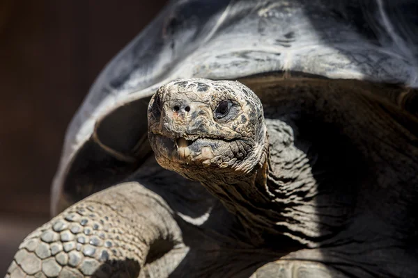 Galapagos jättestor sköldpadda — Stockfoto