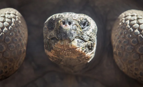 Galapagos reuzenschildpad — Stockfoto