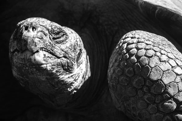 Galapagos jättestor sköldpadda — Stockfoto