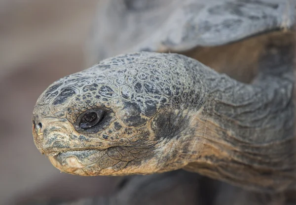 갈라파고스큰 거북 — 스톡 사진